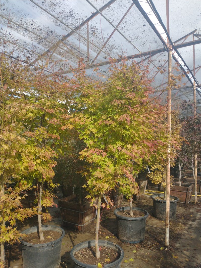 Photo for Acer palmatum 'Sango-kaku' (Sango-Kaku Japanese Maple)