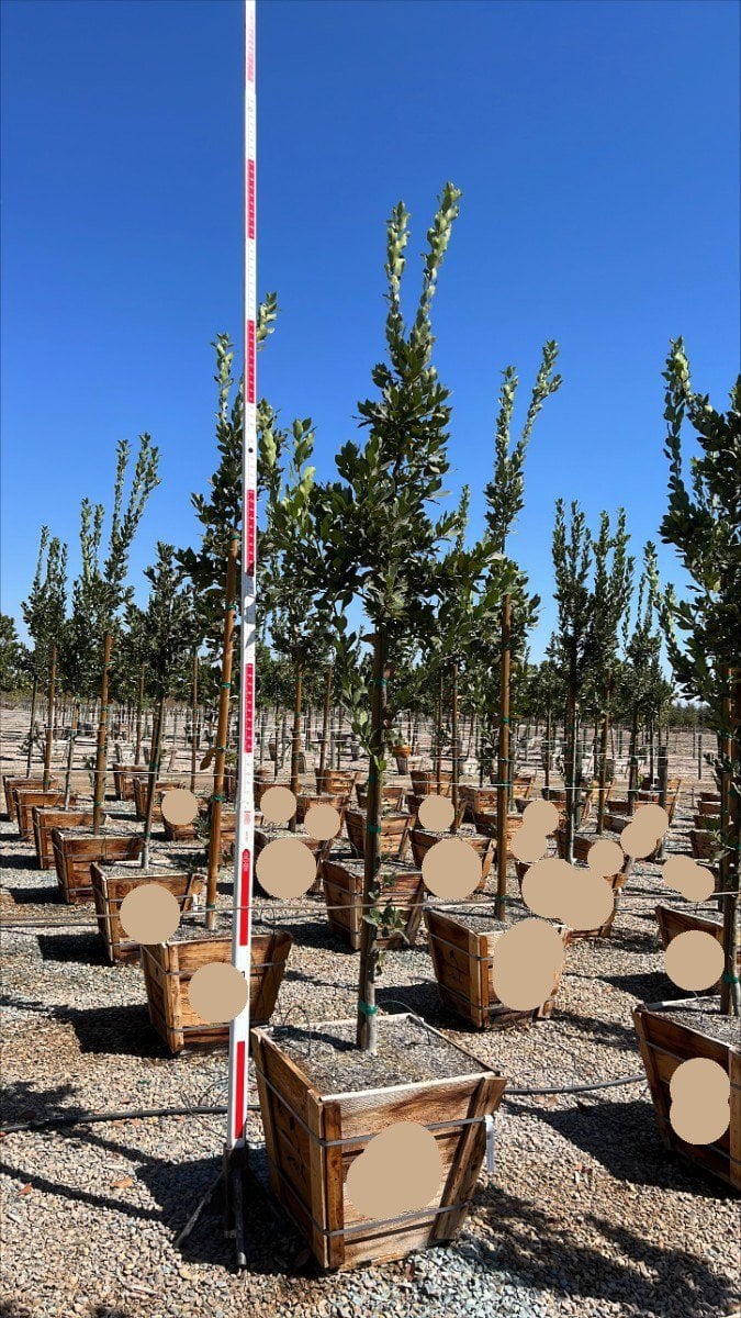 Photo for Laurus nobilis (Standard) (Sweet bay)