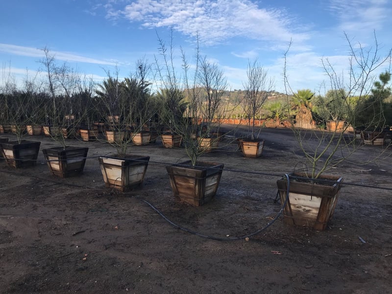 Photo for Cercidium 'Desert Museum' (Low Branch) (Desert Museum Palo Verde)