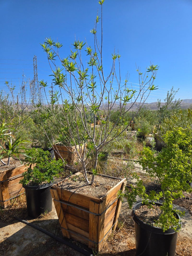 Photo for Prosopis chilensis (Thornless Chilean Mesquite)