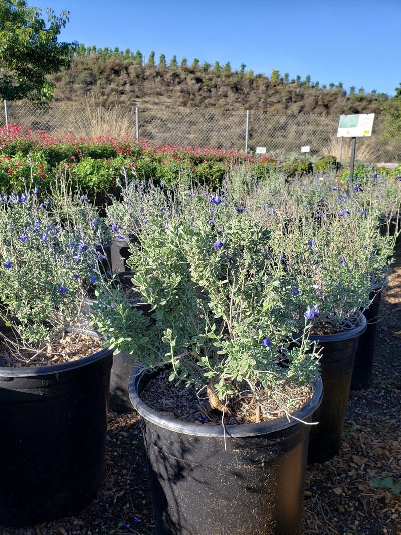 Photo for Salvia chamaedryoides (Germander Sage)