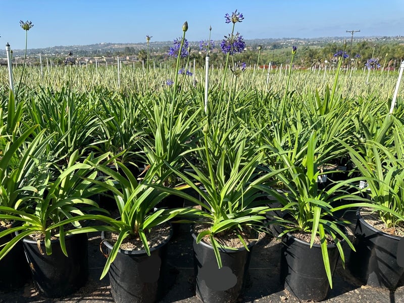 Photo for Agapanthus 'Storm Cloud' (Dark Blue Agapanthus)