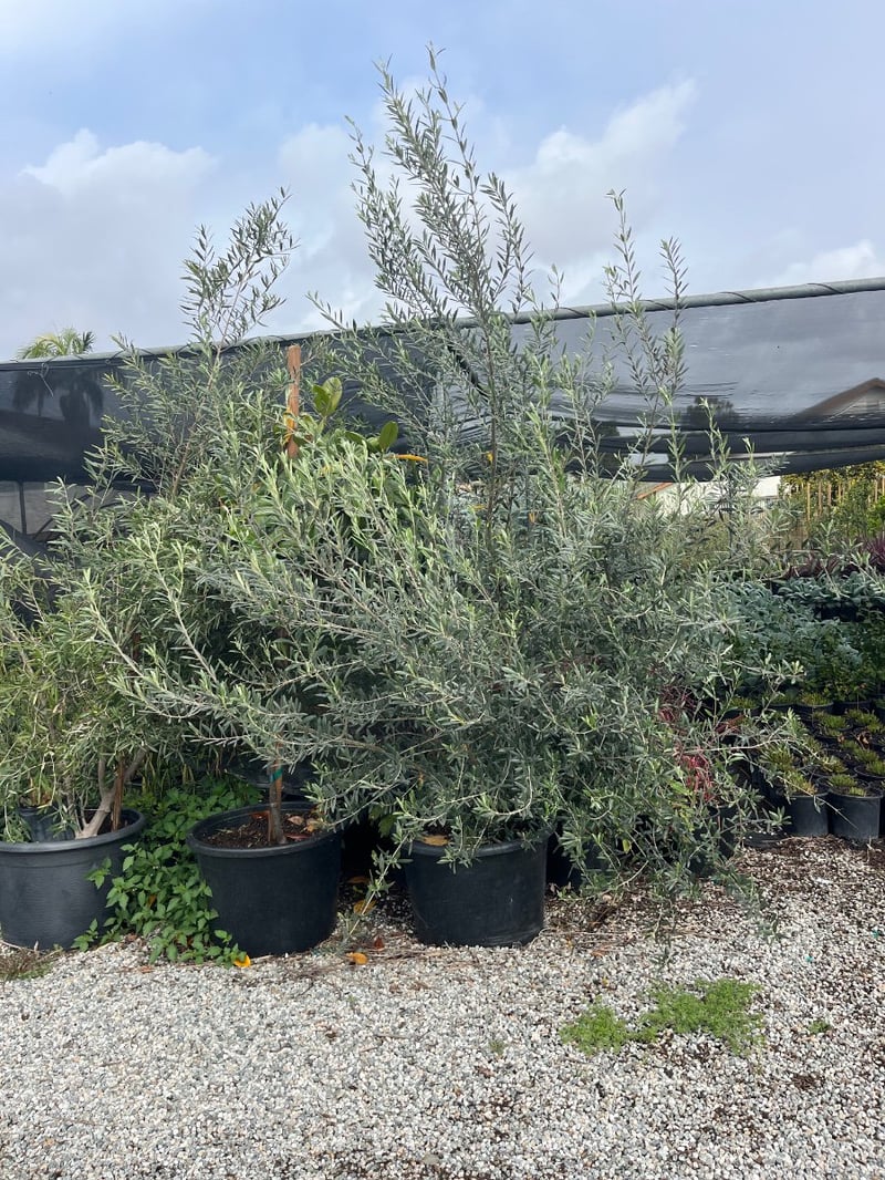 Photo for Olea europaea (Multi (European Olive Tree)