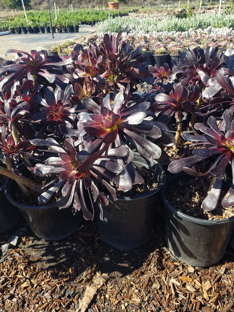 Photo for Aeonium arboreum 'Atropurpureum' (Purple Aeonium)