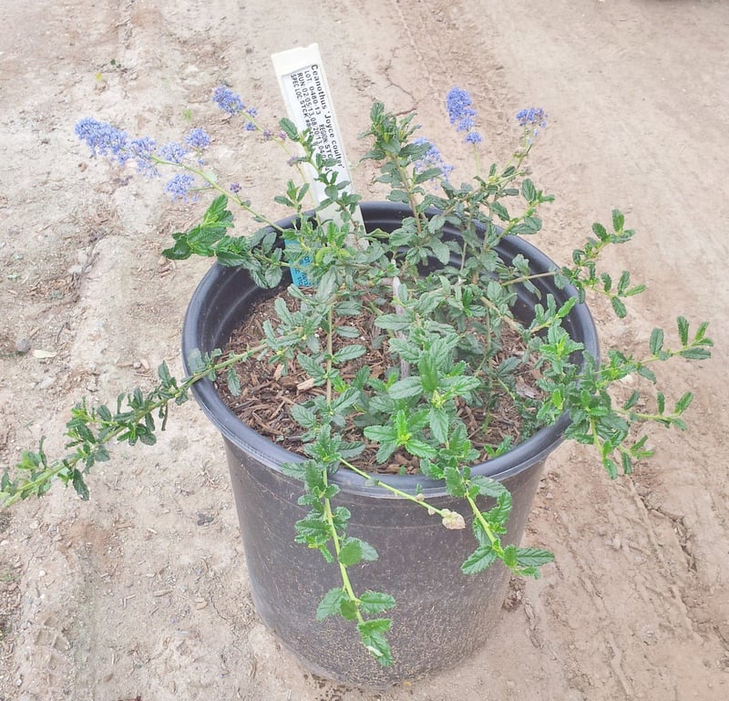 Photo for Ceanothus 'Joyce Coulter' (Joyce Coulter Ceanothus)