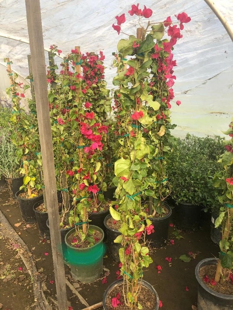 Photo for Bougainvillea 'Barbara Karst' (Barbara Karst Bougainvillea)