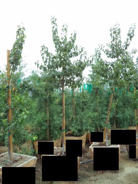 Photo for Pyrus kawakamii (Evergreen Pear)