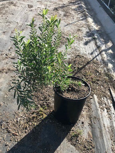 Photo for Leucadendron hybrid ‘Safari Sunset’ (Safari Sunset Conebush)