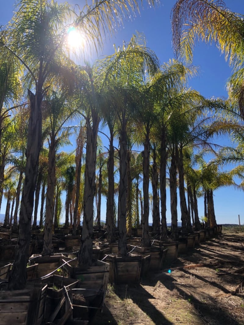 Photo for Arecastrum romanzoffianum (Queen Palm)