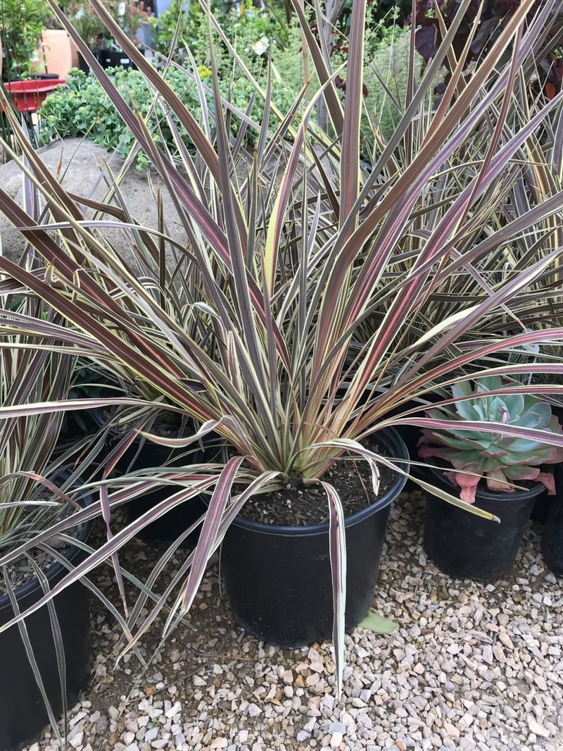 Photo for Cordyline banksii 'Electric Star' (Electric Star Grass Tree)