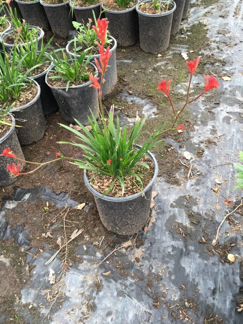 Photo for Anigozanthos 'Bush Ranger' (Bush Ranger Dwarf Kangaroo Paw)