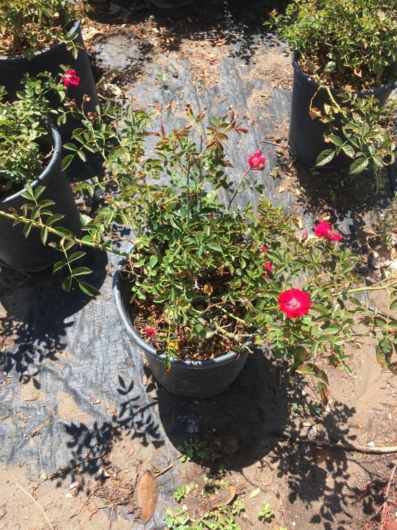 Photo for Rosa 'Red Ribbons' (Red Ribbons Groundcover Rose)
