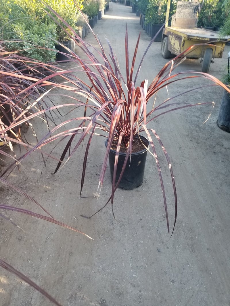 Photo for Cordyline x 'Jurred'  (Festival Bergundy Cordyline)
