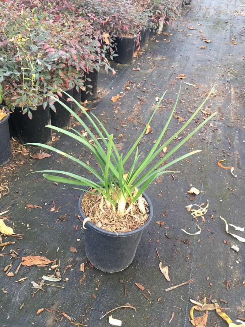 Photo for Agapanthus africanus 'Queen Anne' (Queen Anne Lily Of The Nile)