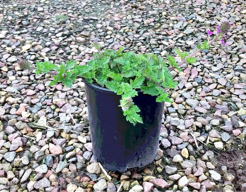 Photo for Verbena canadensis 'Homestead Purple' (Purple Spreader Garden Verbena)