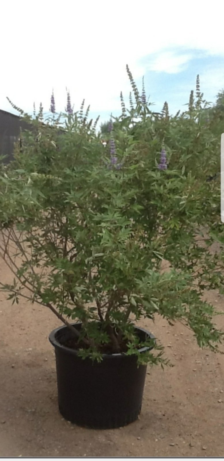 Photo for Vitex agnus-castus (Chaste Tree)