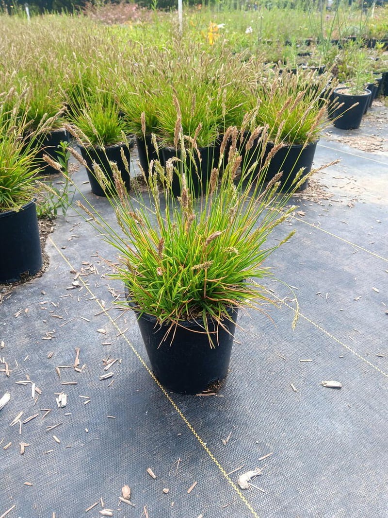 Photo for Sesleria ‘Greenlee' (John Greenlee's Moor Grass)