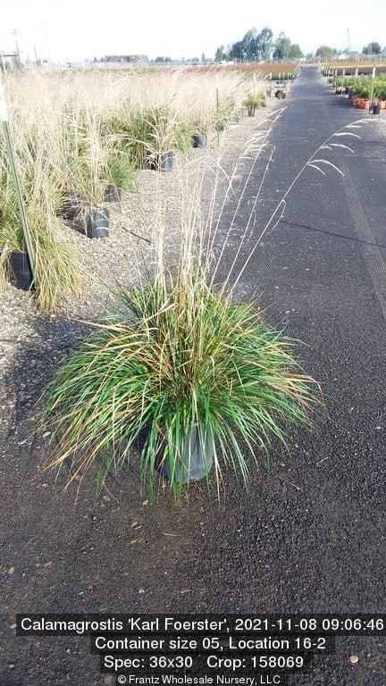 Photo for Calamagrostis × acutiflora 'Karl Foerster' (Karl Foerster Feather Reed Grass)
