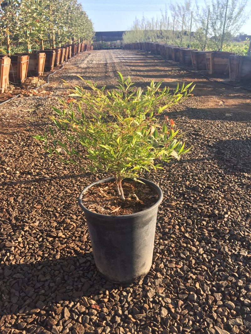 Photo for Nandina domestica 'Compacta' (Compact Heavenly Bamboo)