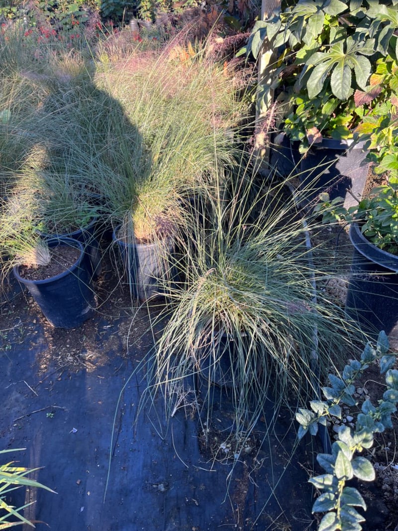 Photo for Muhlenbergia capillaris 'Lenca' (Regal Mist Pink Muhly Grass)