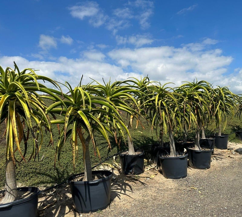 Photo for Aloe barberae (A. bainesii) (Tree Aloe)