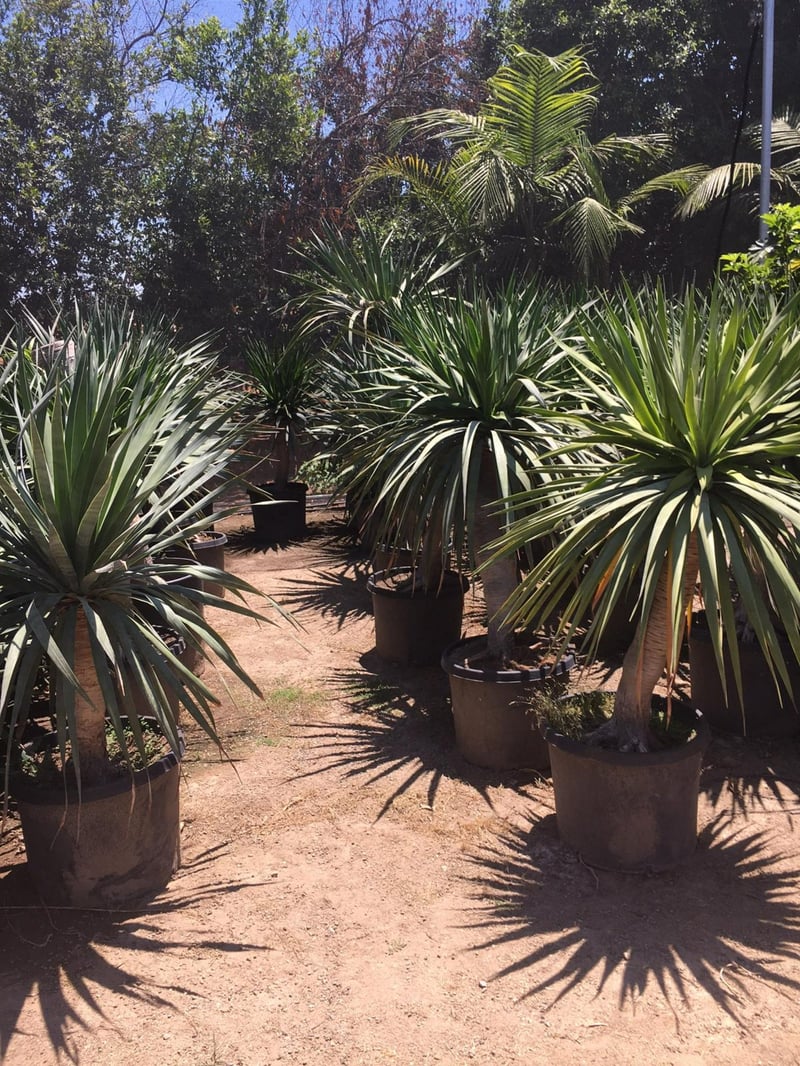 Photo for Dracaena draco (Multi) (Dragon Tree)