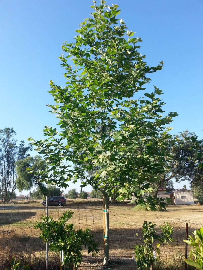 Photo for Platanus acerifolia 'Columbia' (Standard) (Columbia London Plane Tree)