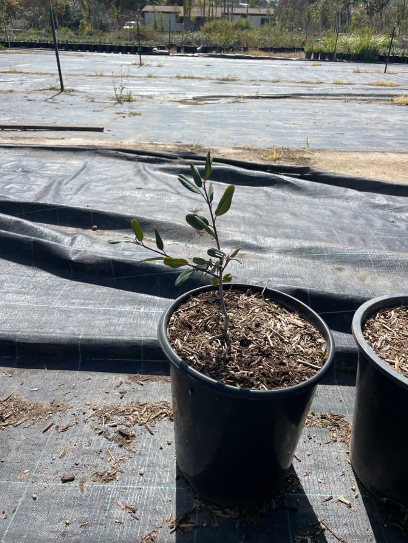 Photo for Rhamnus californica 'Eve Case' (Eve Case Coffeeberry)