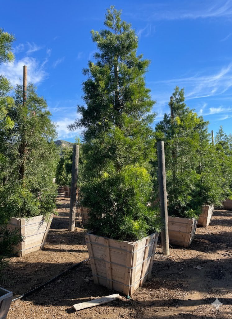 Photo for Podocarpus gracilior (Column) (Fern Pine)