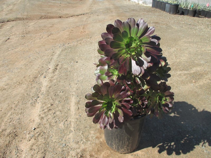 Photo for Aeonium 'Cyclops' (Cyclops Aeonium)