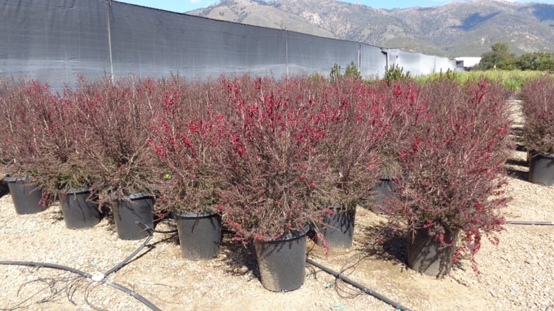 Photo for Leptospermum scoparium 'Ruby Glow' (Ruby Glow Tea Tree)