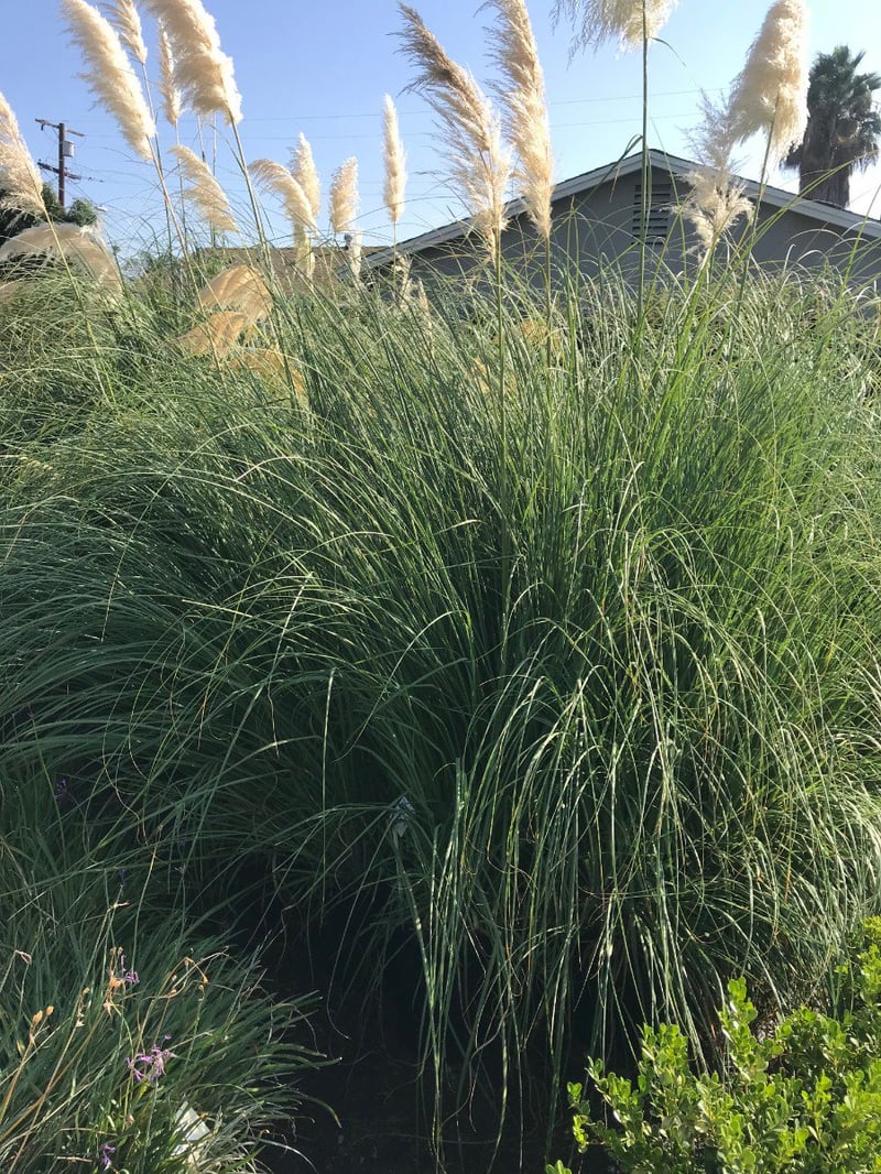 Photo for Cortaderia selloana (Uruguayan Pampas Grass)