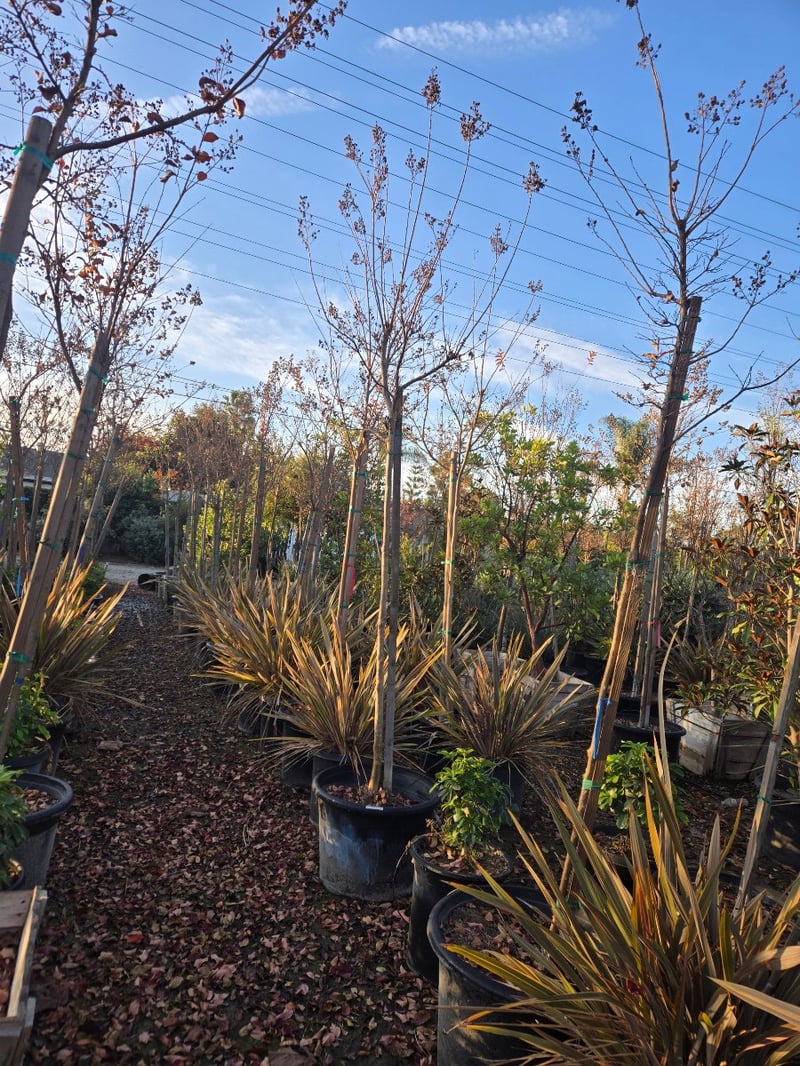 Photo for Lagerstroemia indica 'Zuni' (Standard) (Zuni Crape Myrtle)
