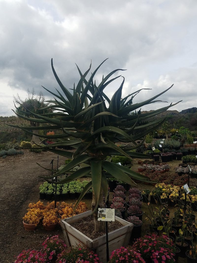 Photo for Aloe 'Hercules' (Hercules Aloe)