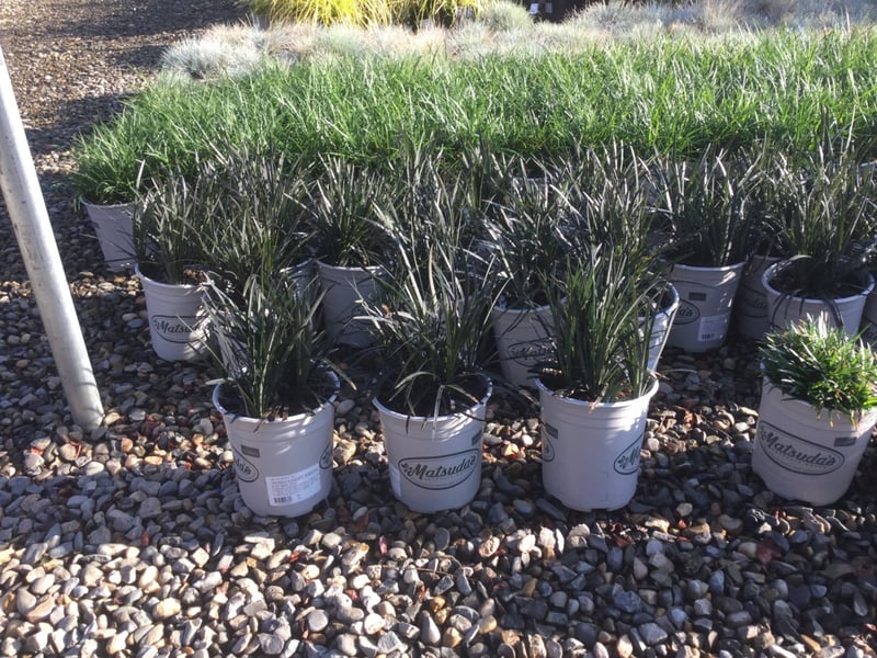 Photo for Ophiopogon planiscapus (Black Mondo Grass)