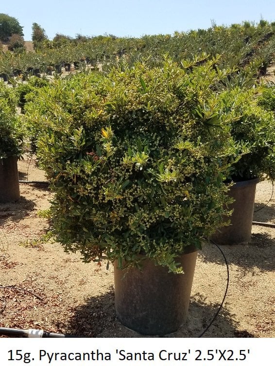 Photo for Pyracantha (Pyracantha)