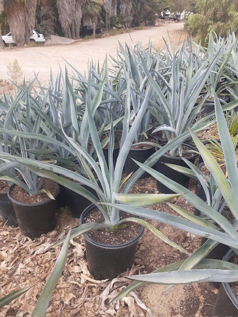 Photo for Agave tequilana (Blue Tequila Agave)