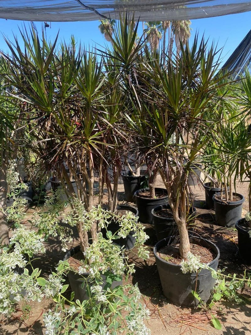 Photo for Dracaena marginata (Multi) (Madagascar Dragon Tree)