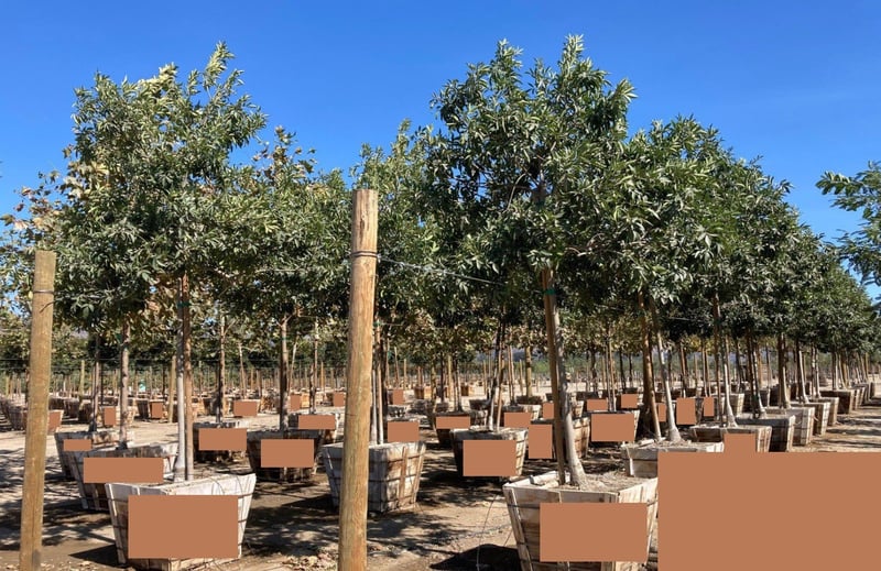 Photo for Fraxinus velutina 'Rio Grande' (Fan-Tex Ash)