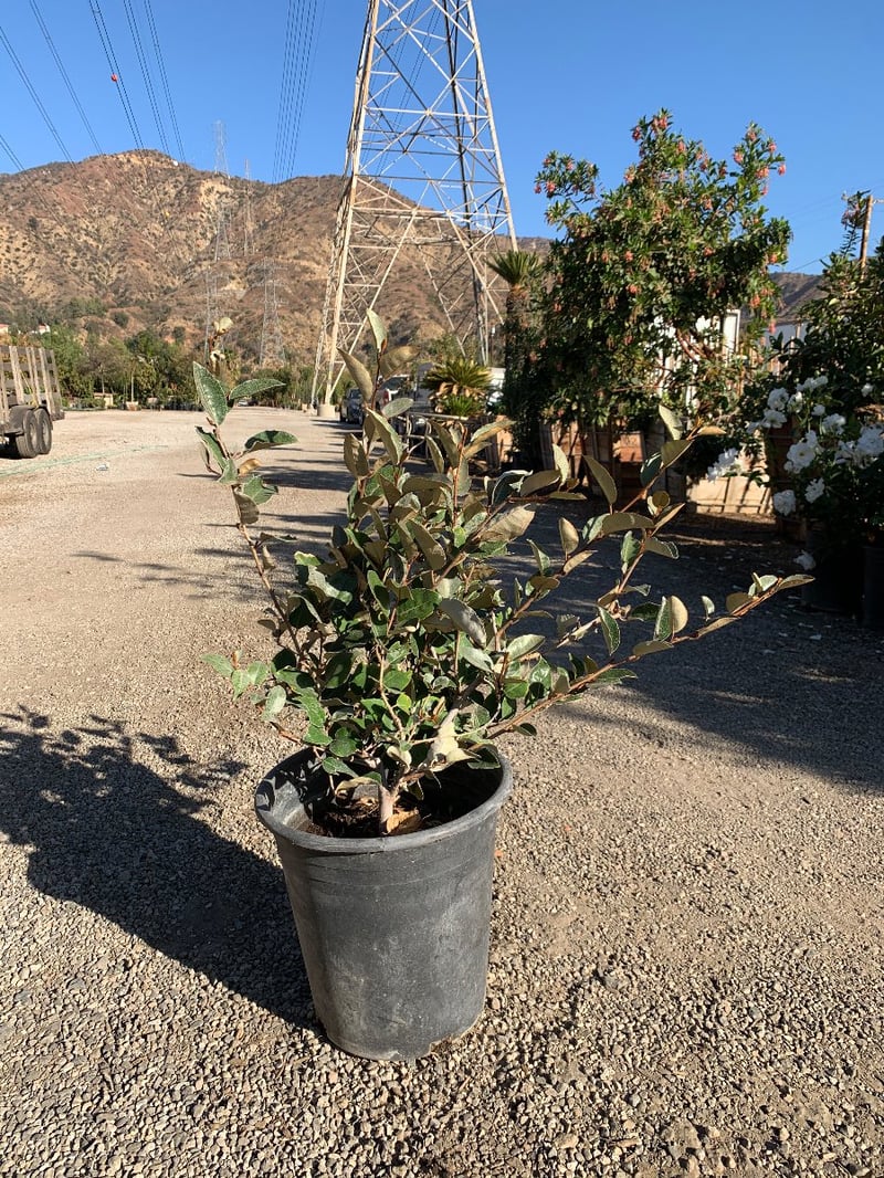 Photo for Elaeagnus pungens (Silverberry)