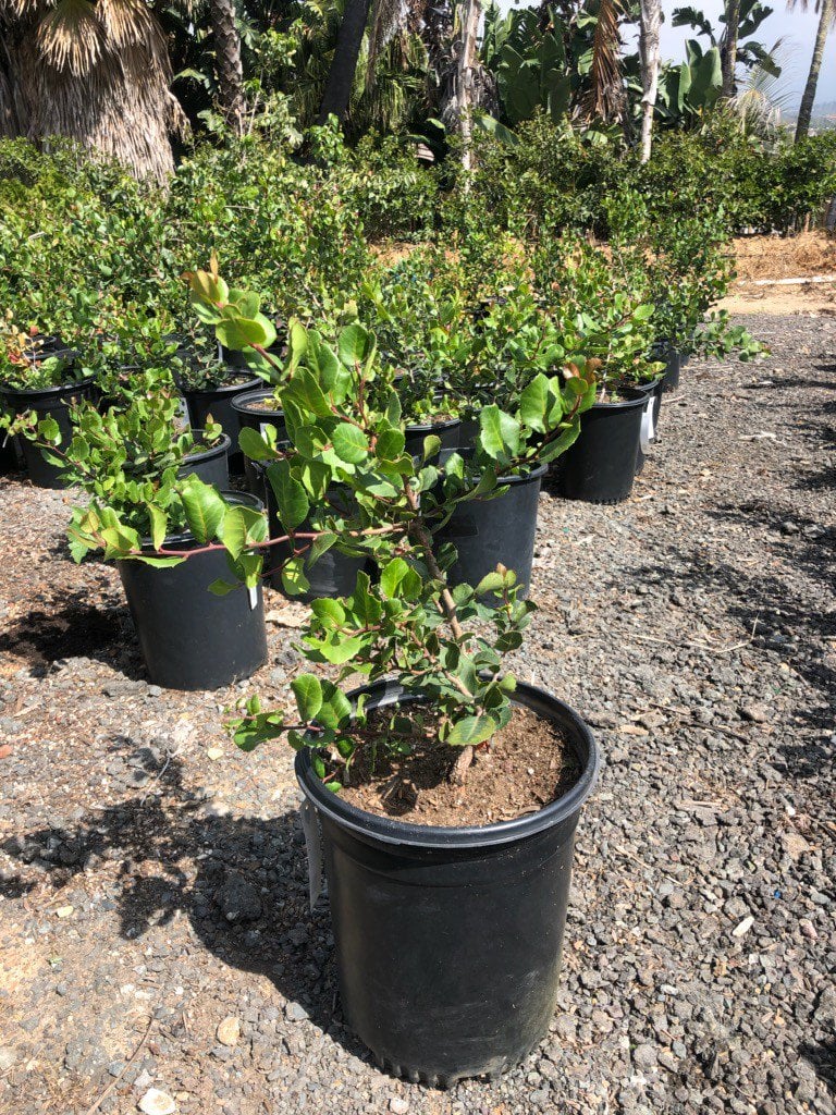 Photo for Rhus integrifolia (Lemonade Berry)