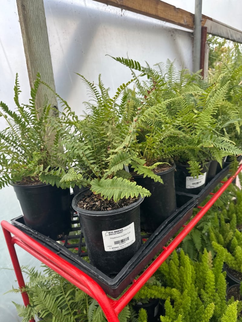 Photo for Polystichum munitum (Western Sword Fern)