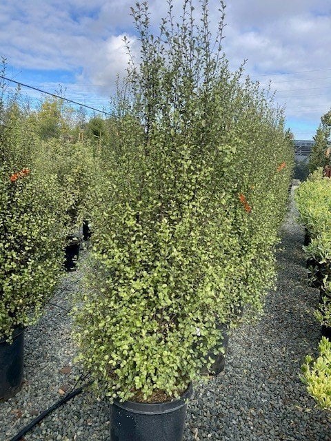 Photo for Pittosporum tenuifolium ‘Oliver Twist’ (Oliver Twist Kohuhu)