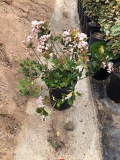 Photo for Rhaphiolepsis 'Jack Evans' (India Hawthorne 'Jack Evans')