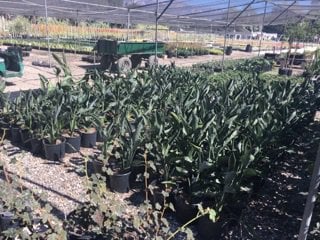 Photo for Strelitzia reginae (Bird of Paradise)