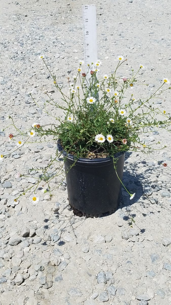 Photo for Erigeron karvinkianus (Santa Barbara Daisy)