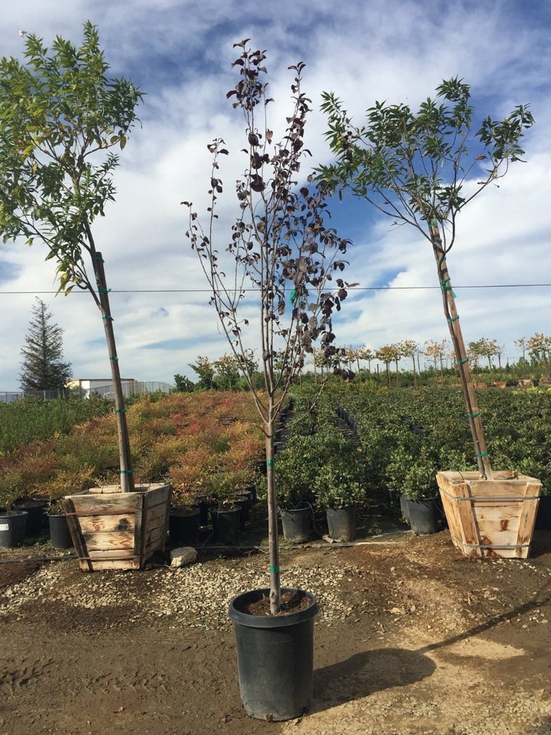 Photo for Prunus cerasifera 'Atropurpurea' (Purple-Leaf Cherry Plum)