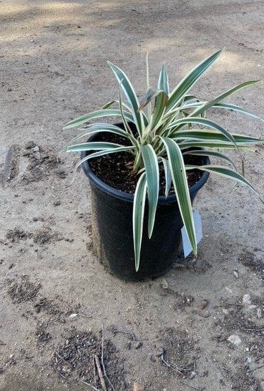 Photo for Dianella tasmanica (Tasman Flax Lily)