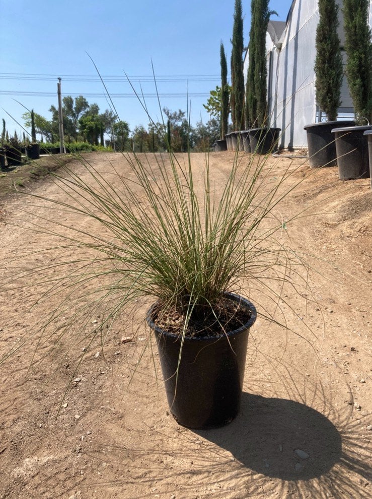 Photo for Muhlenbergia capillaris 'Pink Cloud' (Pink Cloud Muhly)