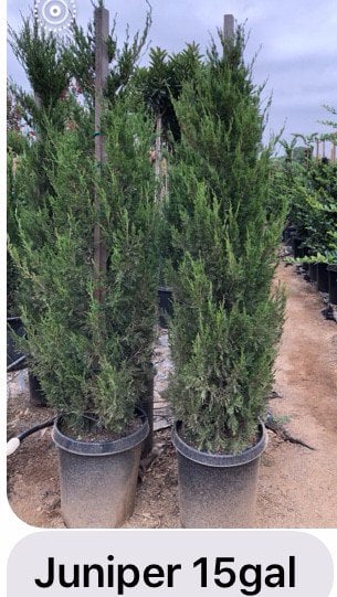 Photo for Juniperus chinensis 'Spartan' (Spartan Chinese Juniper)